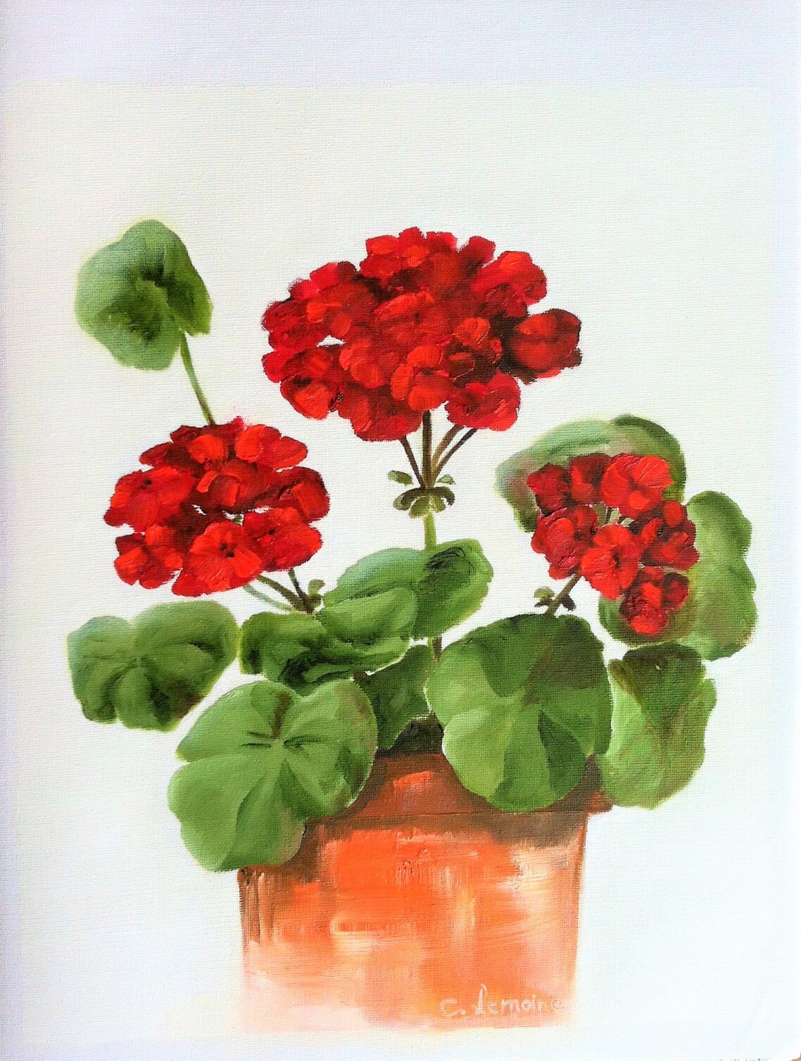 Mediterranean Red Geranium