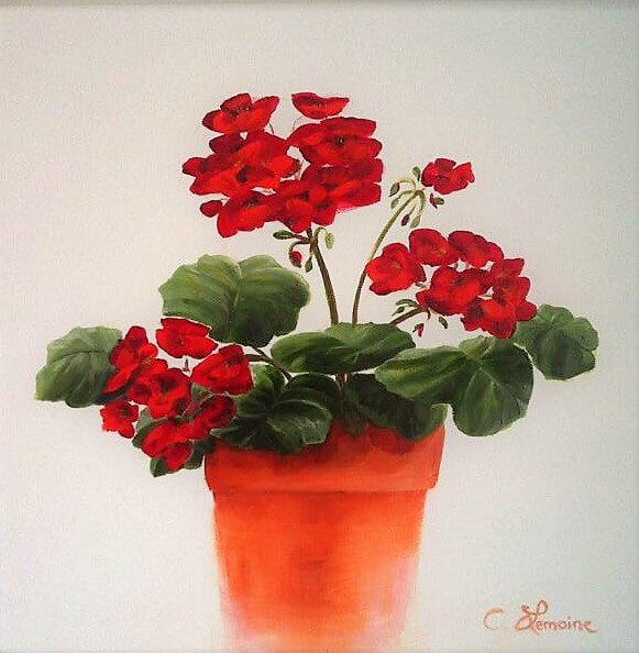 Red Geranium on White Background